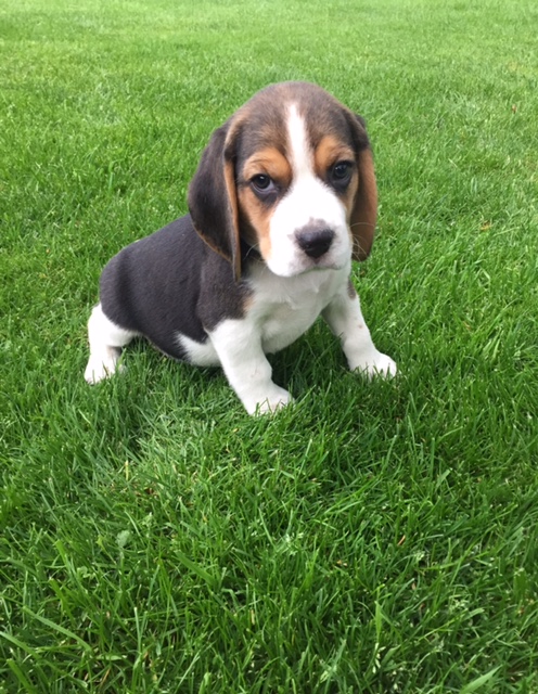 beagle pup 6 weken